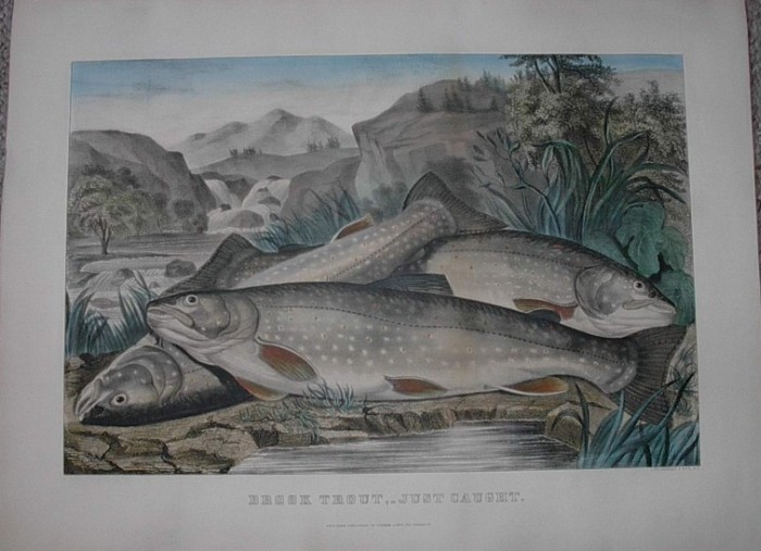 C0705.jpg (700x507; 79 KBytes)