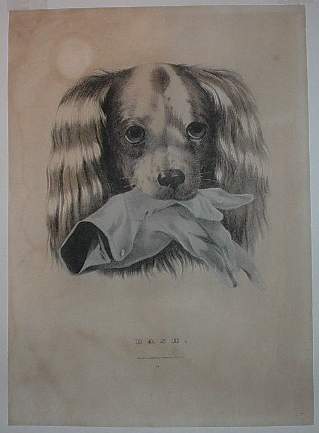 Cdash.jpg (319x433; 13 KBytes)