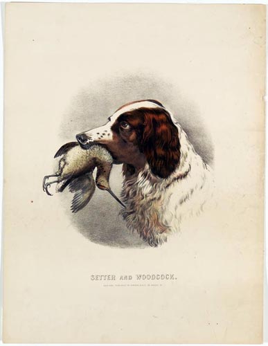 setter-woodcock.jpg (387x500; 58 KBytes)